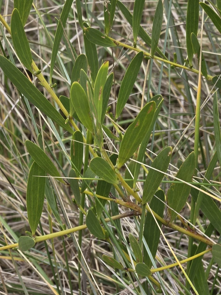 Acacia Longifolia