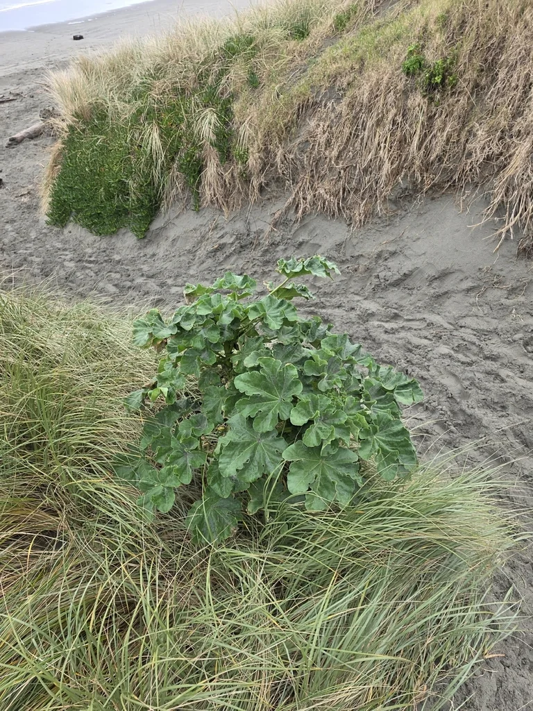 Lavatera Arborea