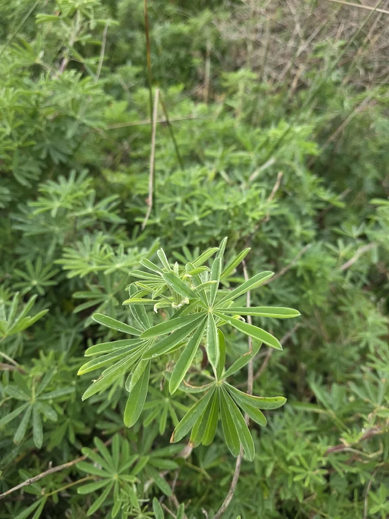Lupinus Albifrons