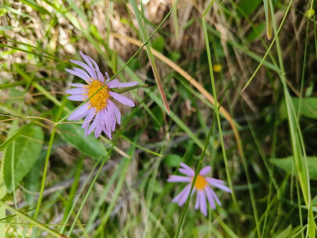 Aster alpinus
