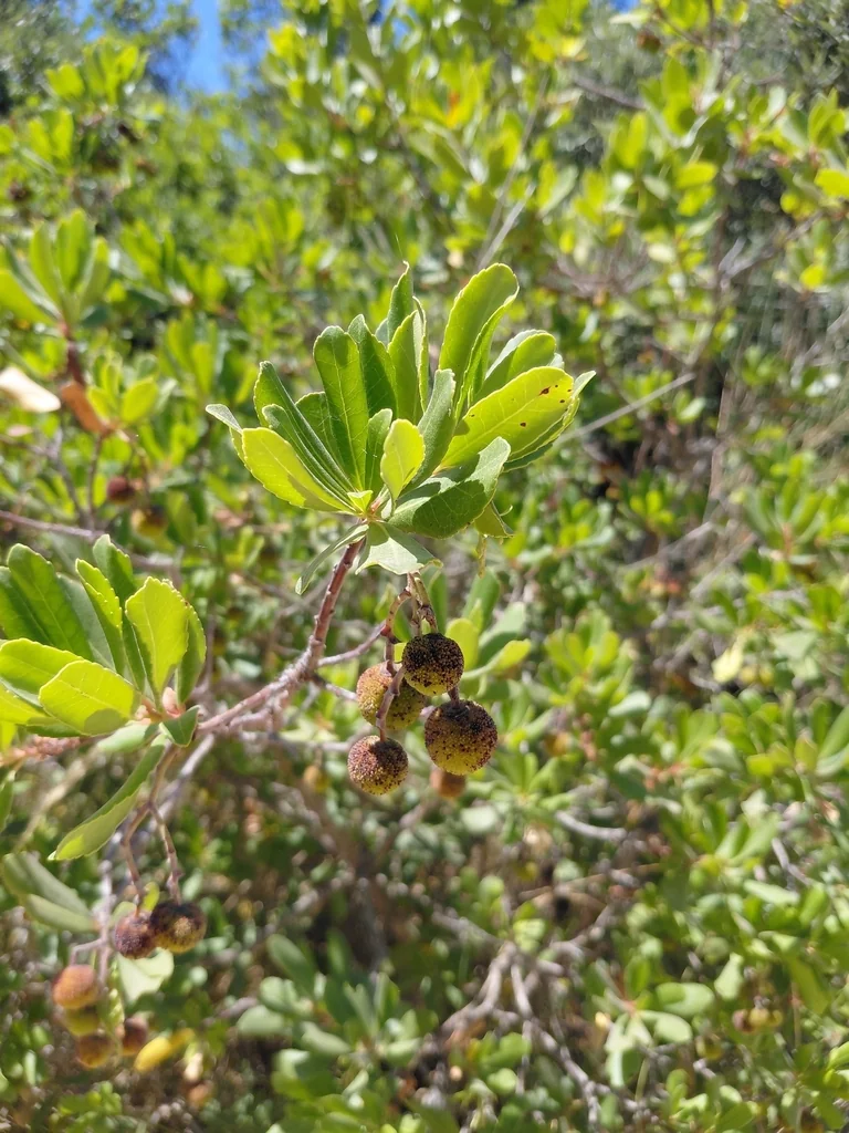Arbutus Unedo