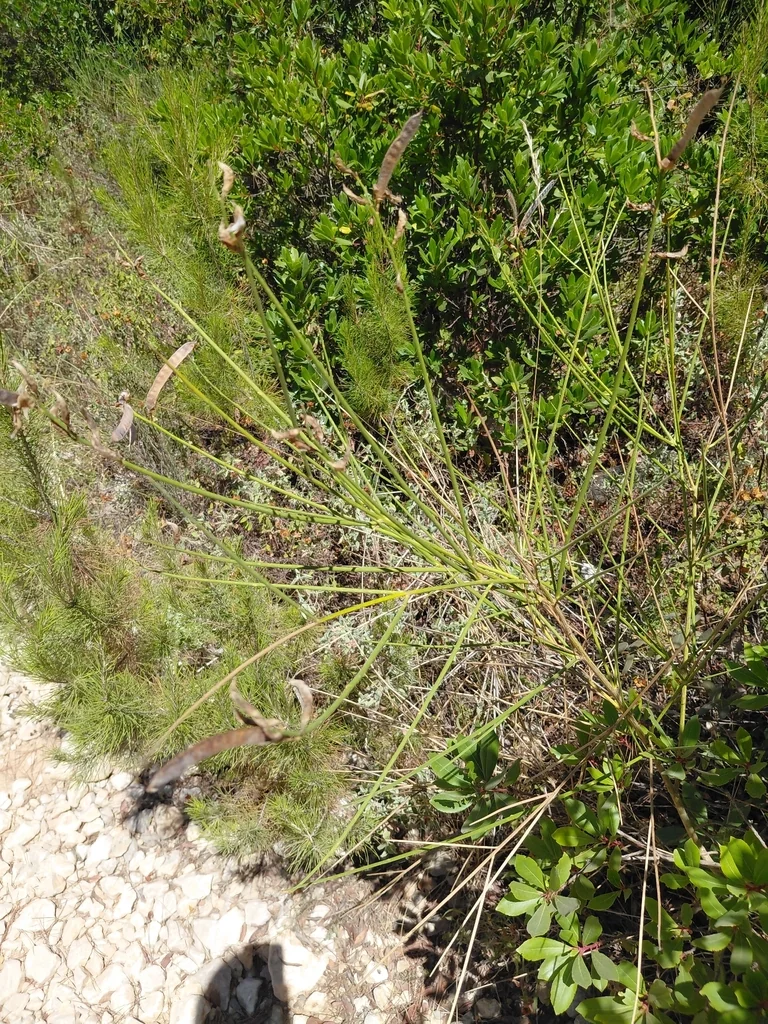 Spartium Junceum