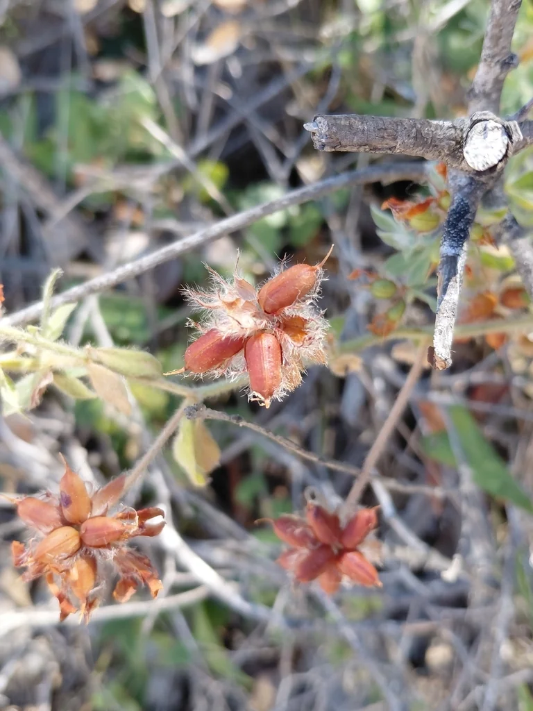 Dorycnium Hirsutum