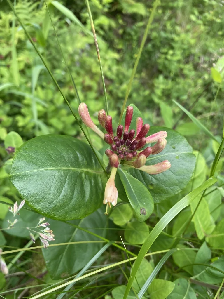 Lonicera periclymenum