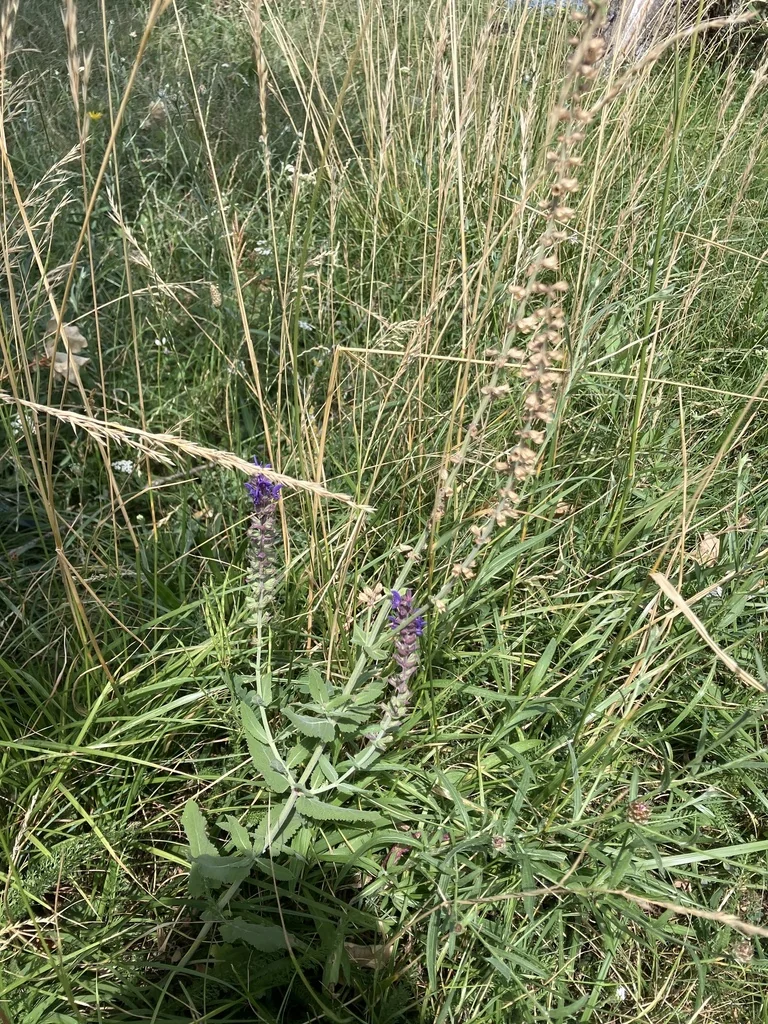 Salvia nemorosa
