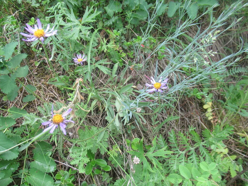 Aster alpinus