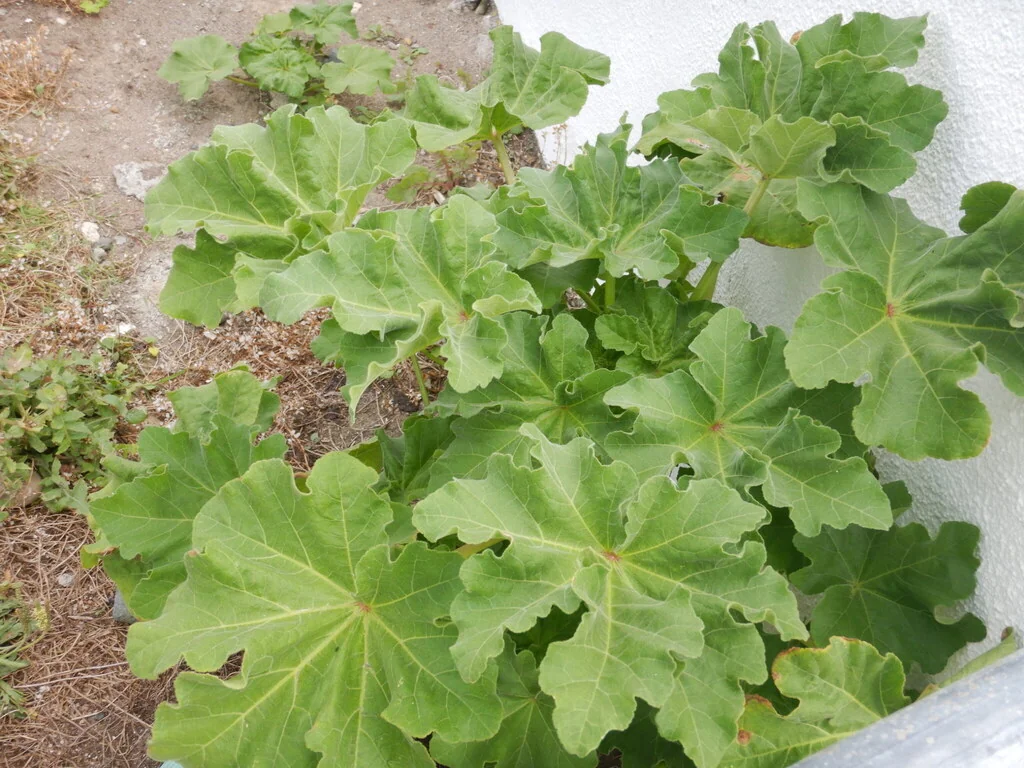 Lavatera Arborea