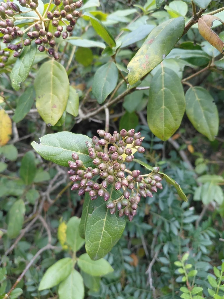 Viburnum Tinus