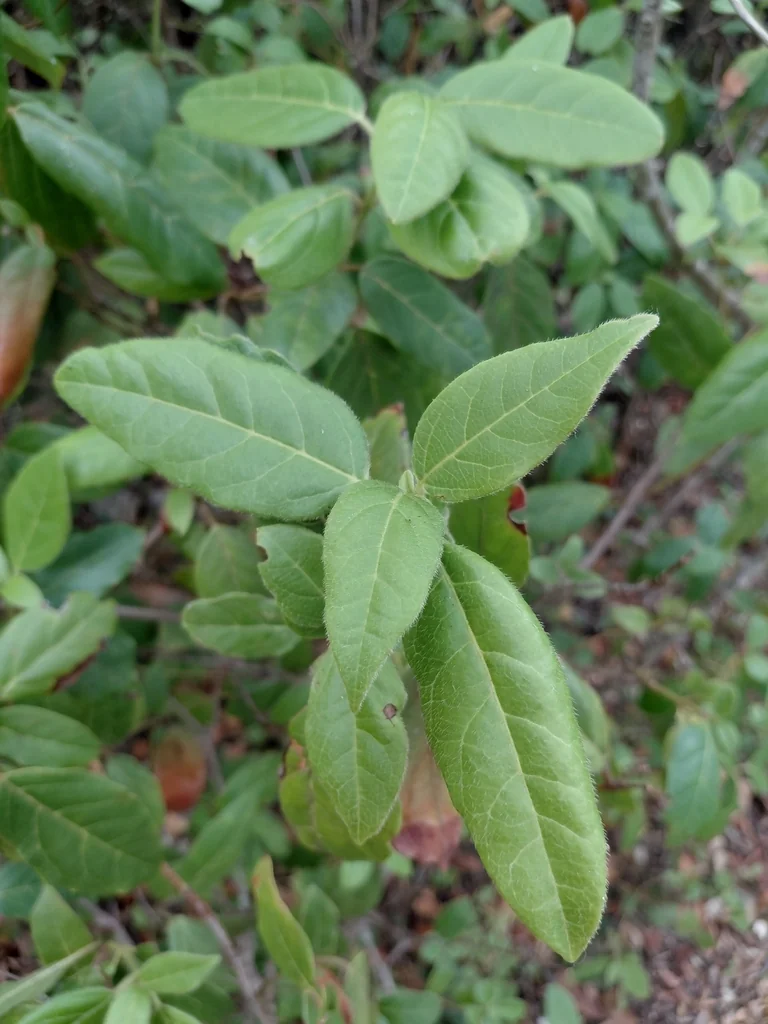 Viburnum Tinus