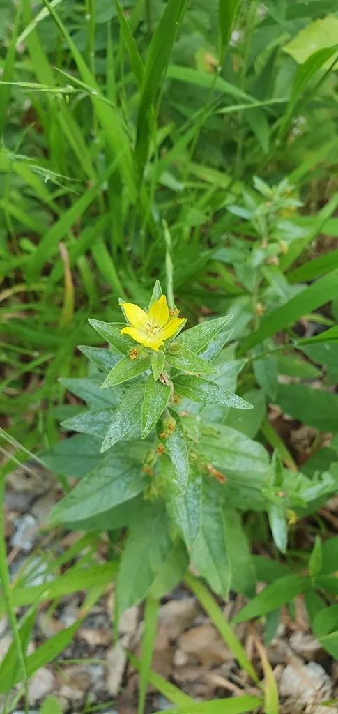 Lysimachia Punctata