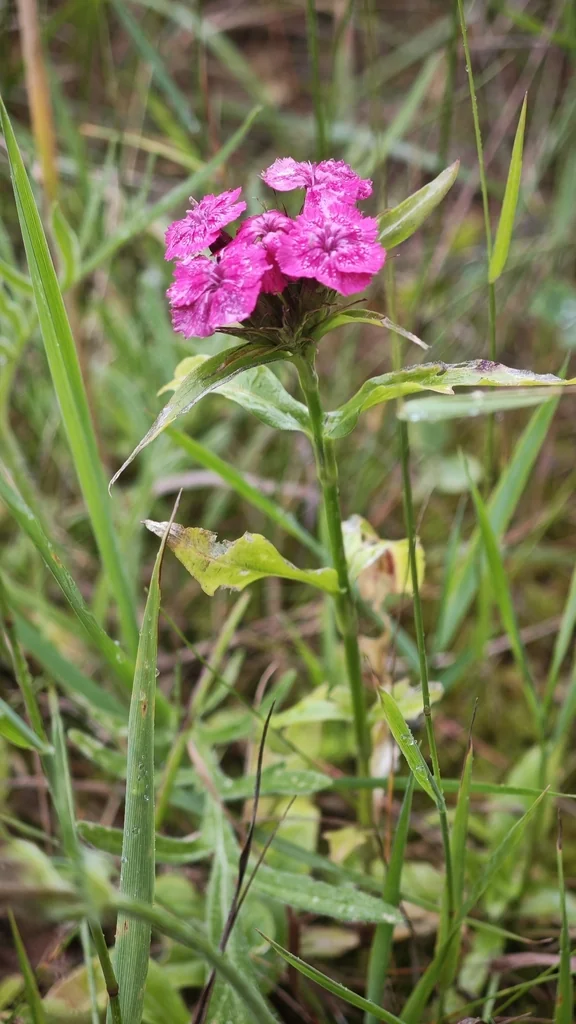 Dianthus Barbatus