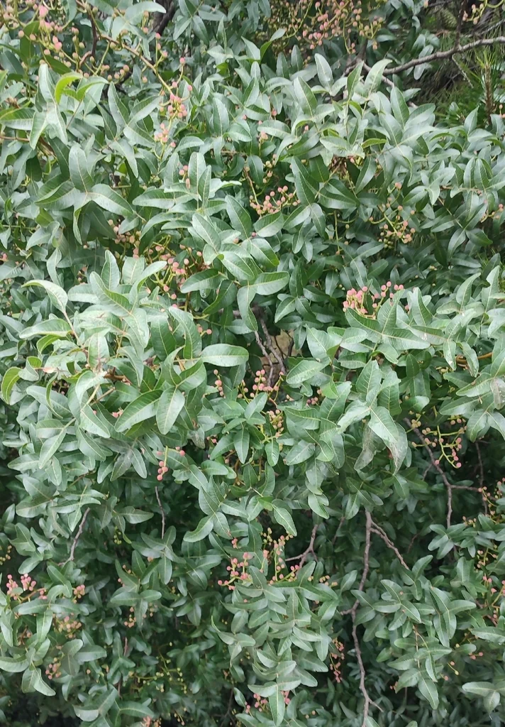 Pistacia Atlantica