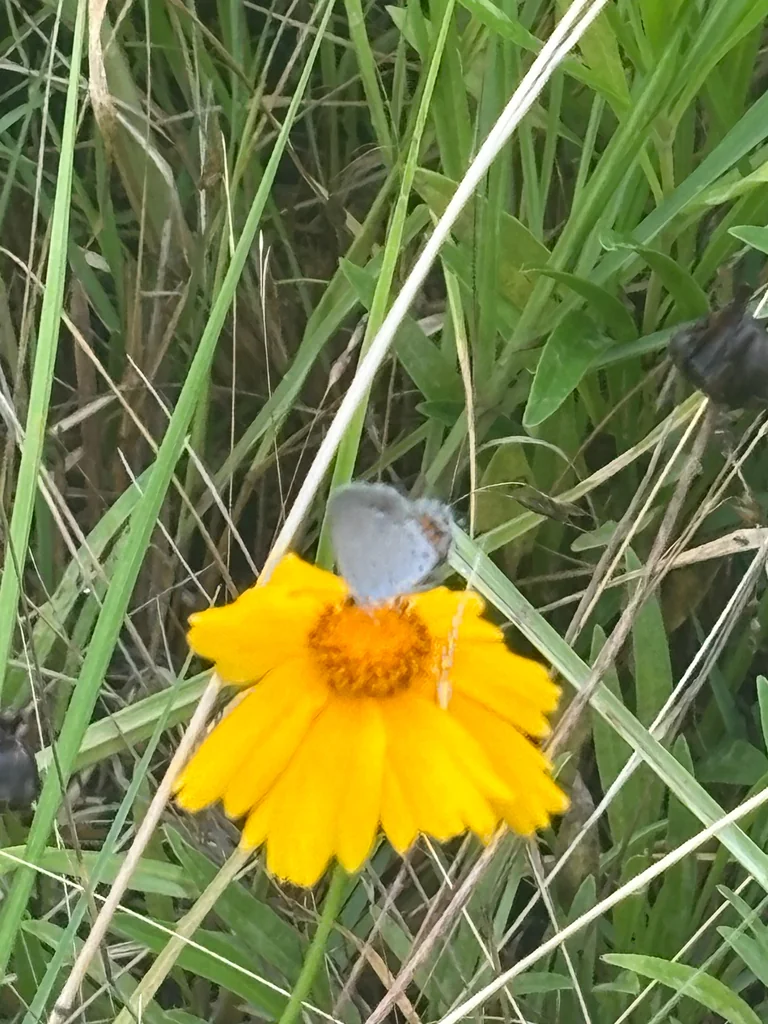 Coreopsis Lanceolata