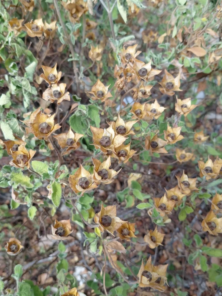 Cistus Salviifolius