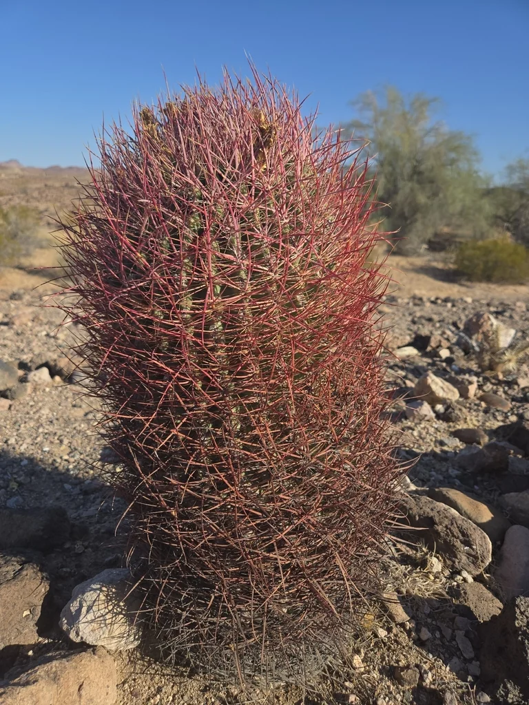 Ferocactus Cylindraceus