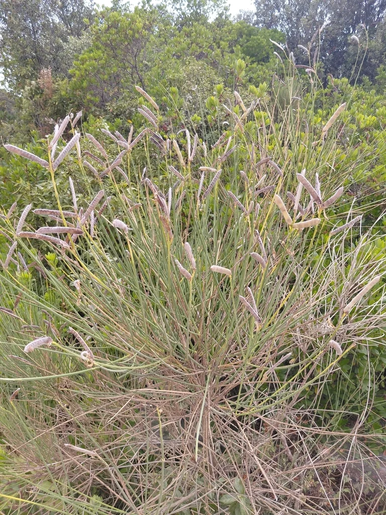 Spartium Junceum