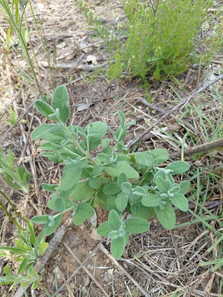 Cistus Salviifolius