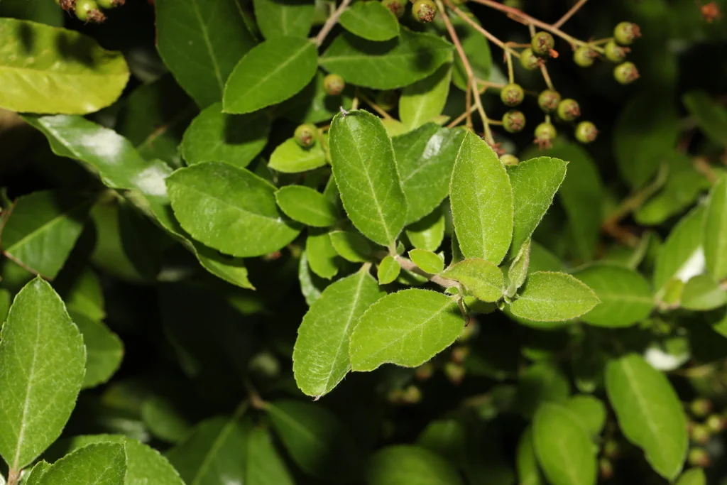 Pyracantha Coccinea