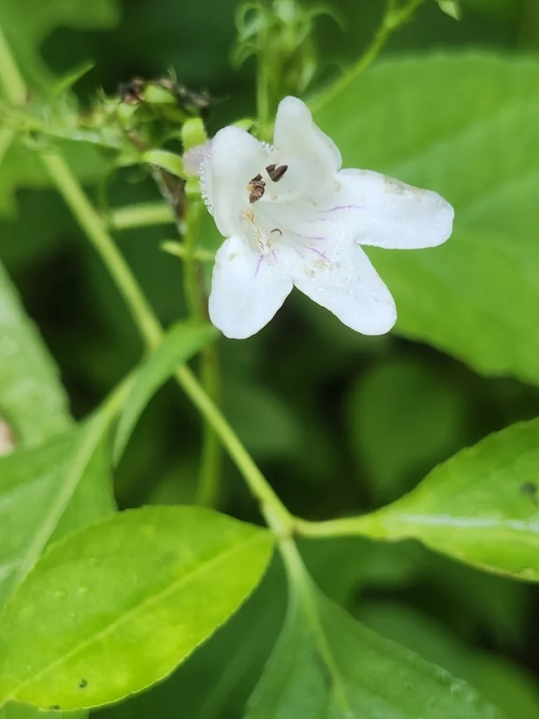 Penstemon Digitalis