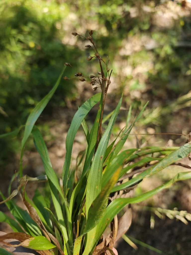Luzula Pilosa