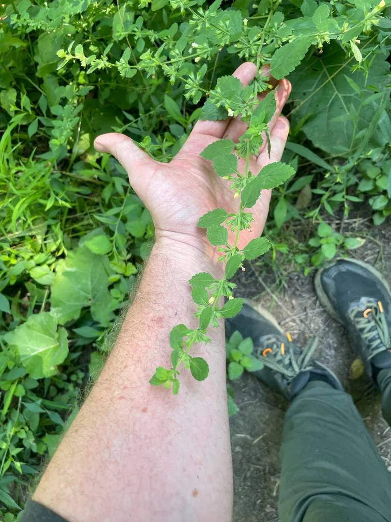 Melissa Officinalis