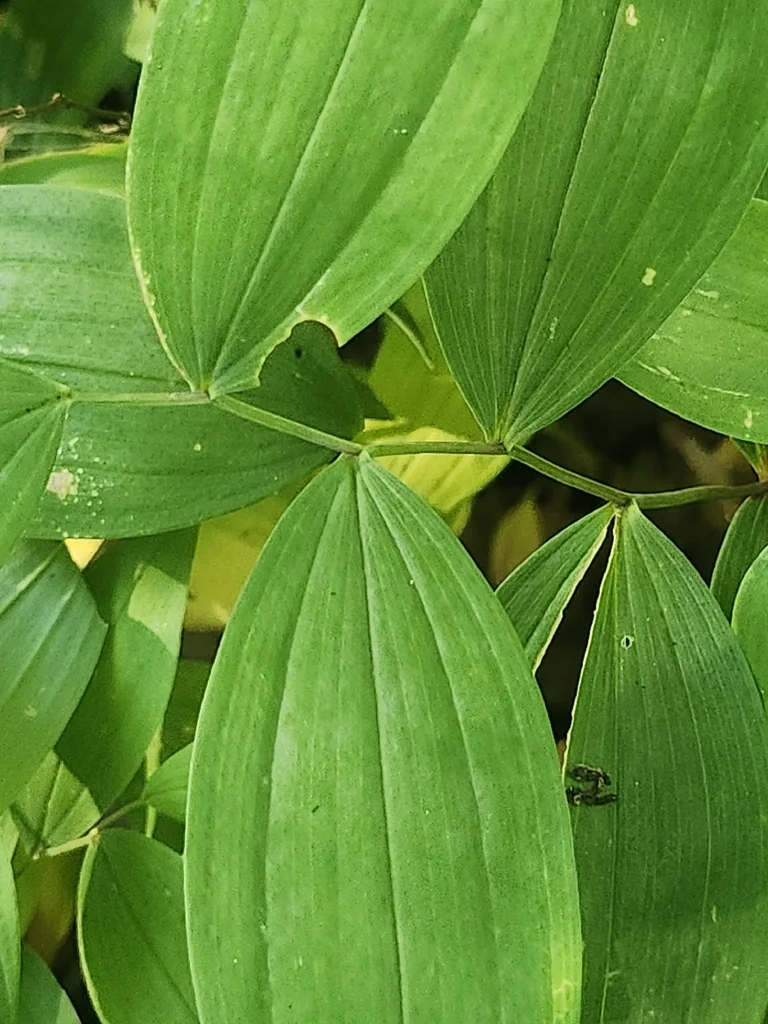 Uvularia Sessilifolia