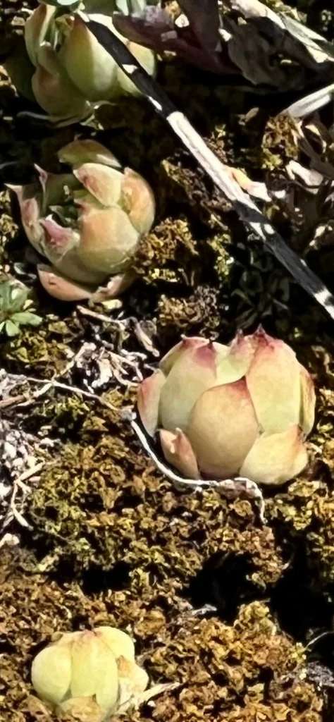Sempervivum Tectorum