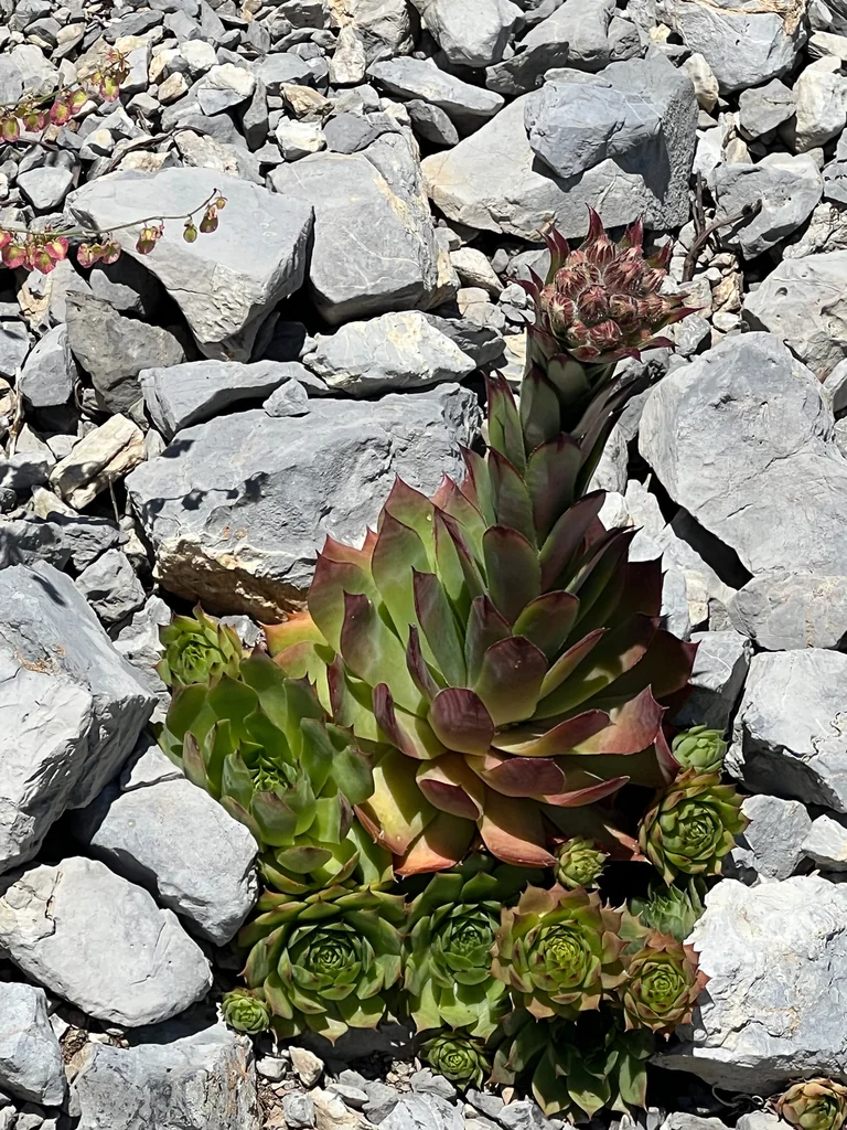Sempervivum Tectorum