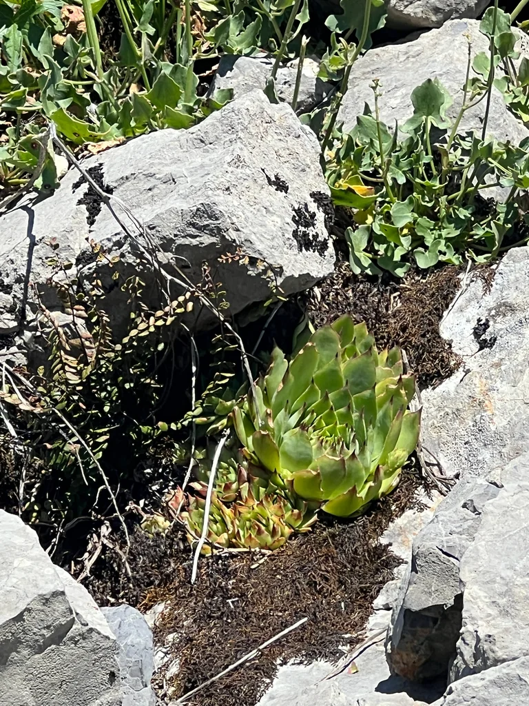 Sempervivum Tectorum
