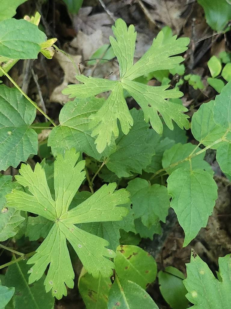 Geranium Maculatum