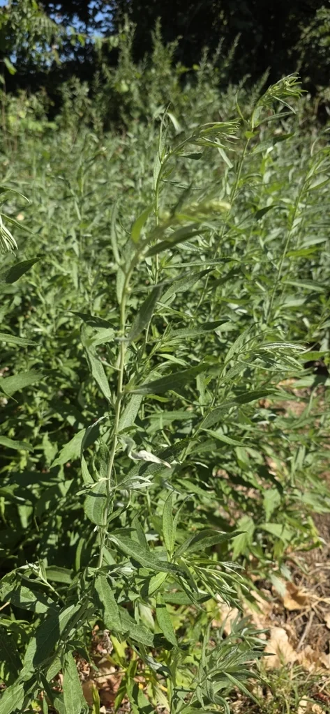Artemisia Douglasiana
