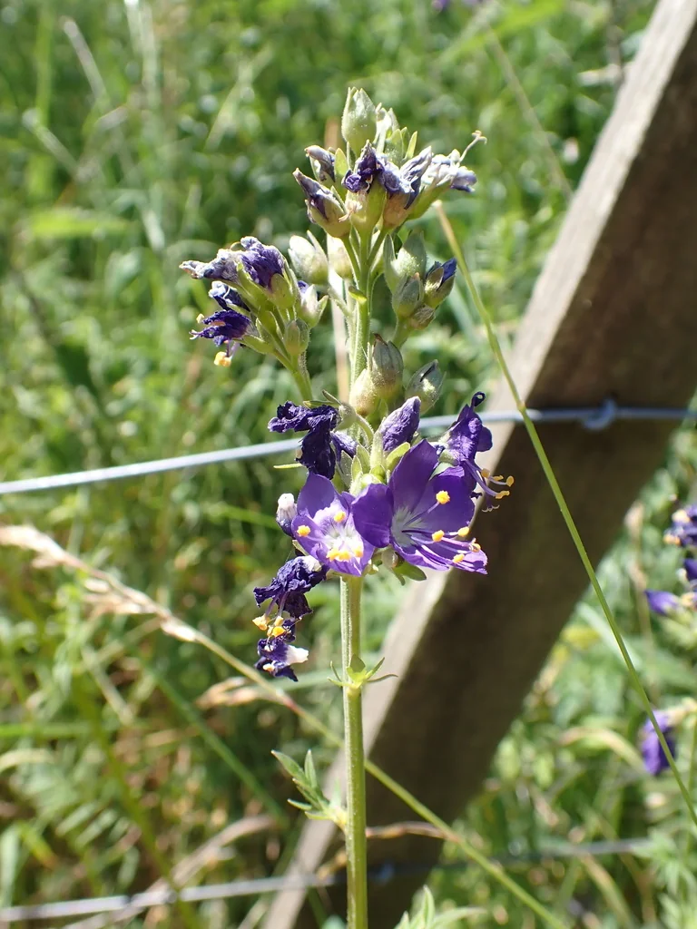 Polemonium Caeruleum