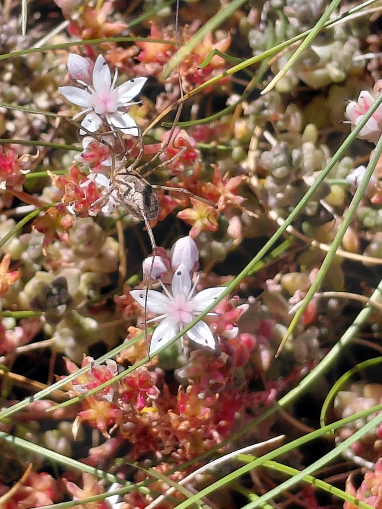 Sedum Anglicum