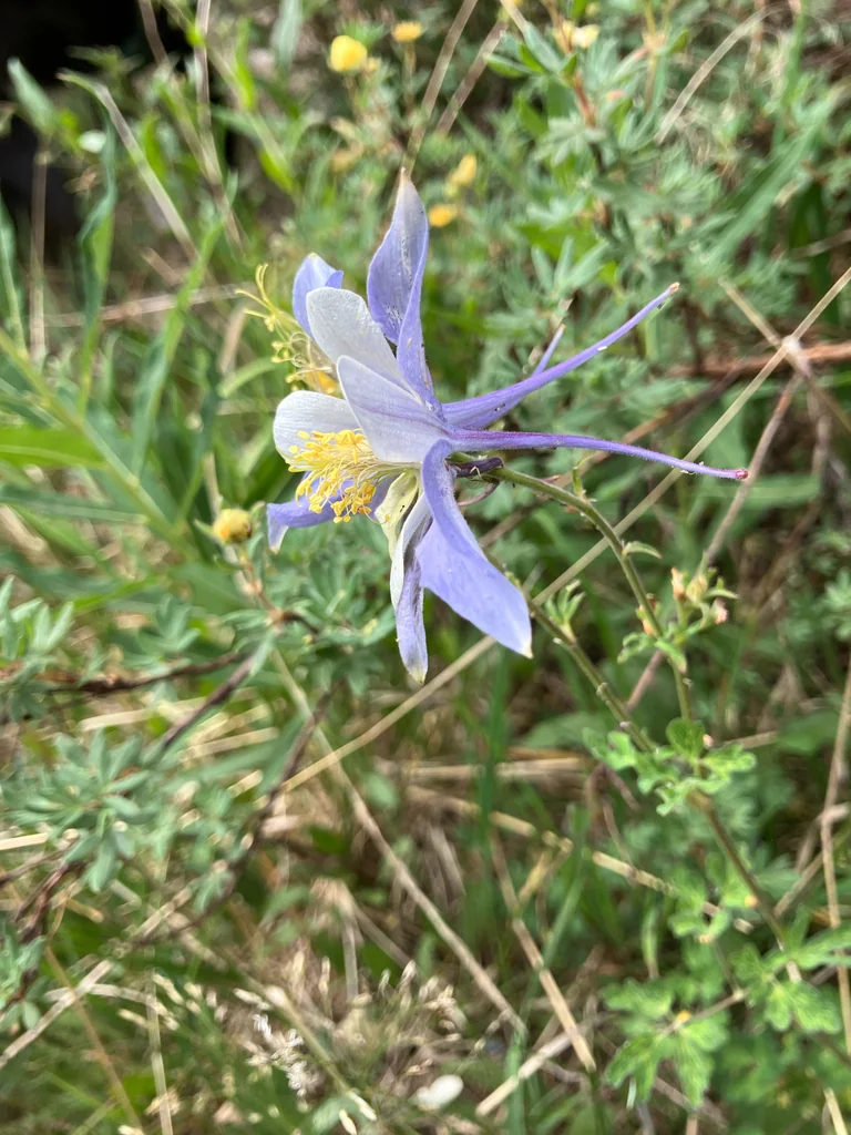 Aquilegia Caerulea
