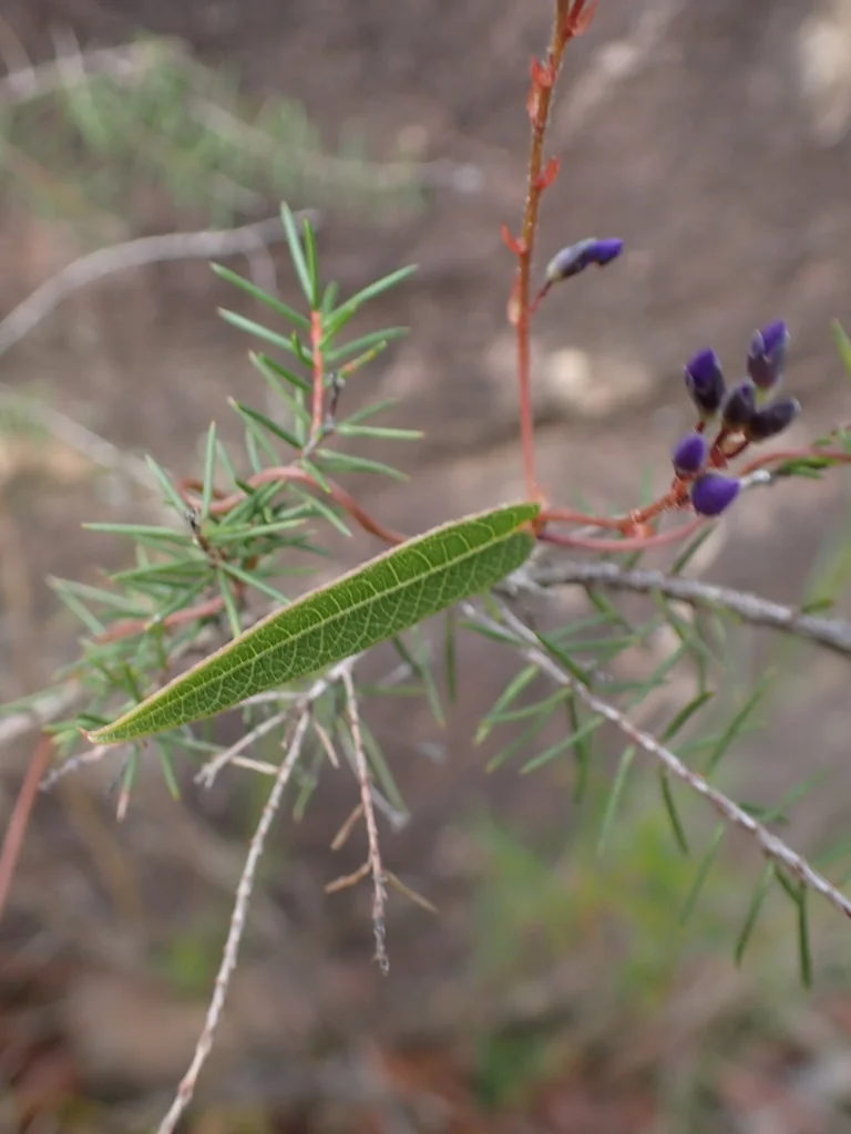 Hardenbergia Violacea