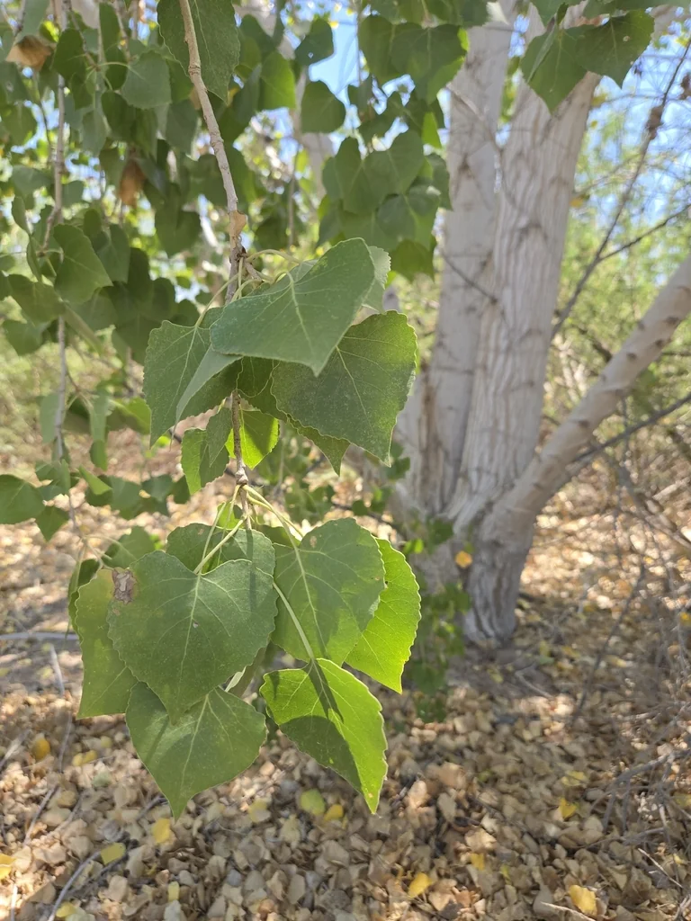 Populus Fremontii