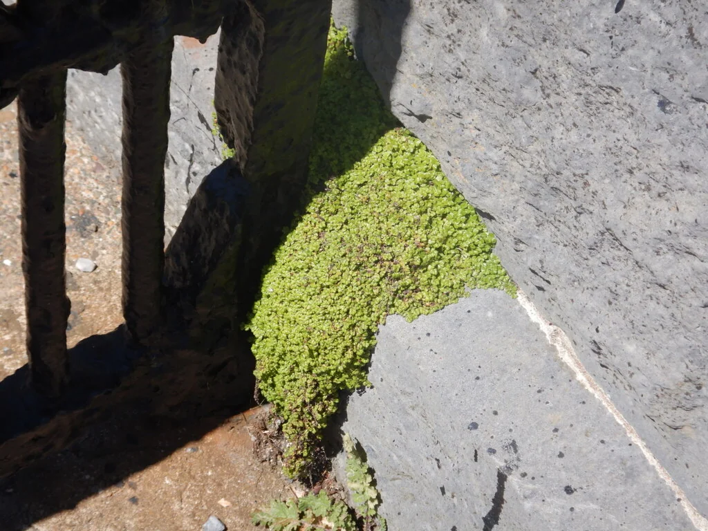 Soleirolia Soleirolii