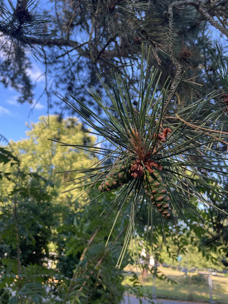 Pinus nigra