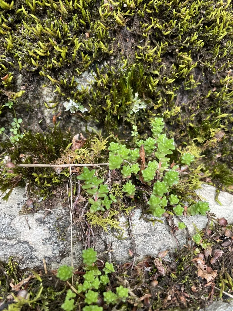 Sedum Anglicum