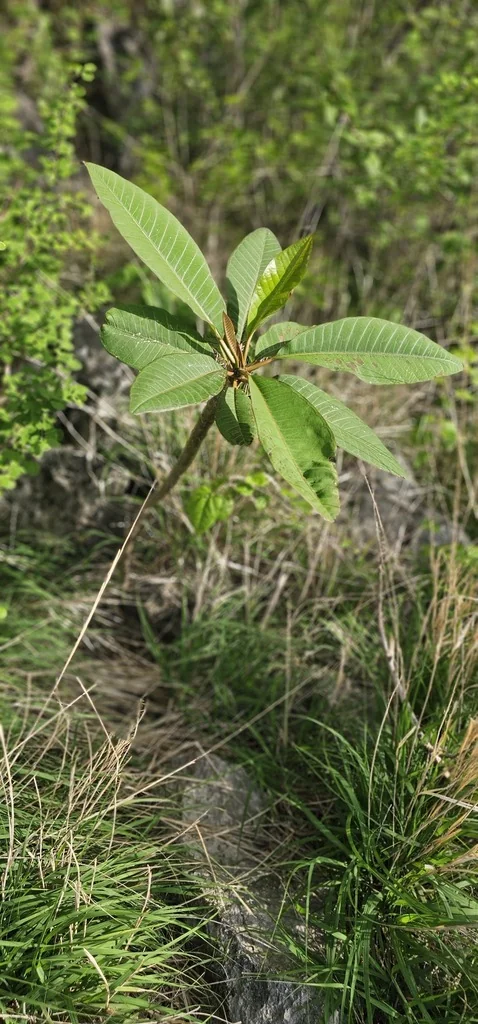 Plumeria Rubra