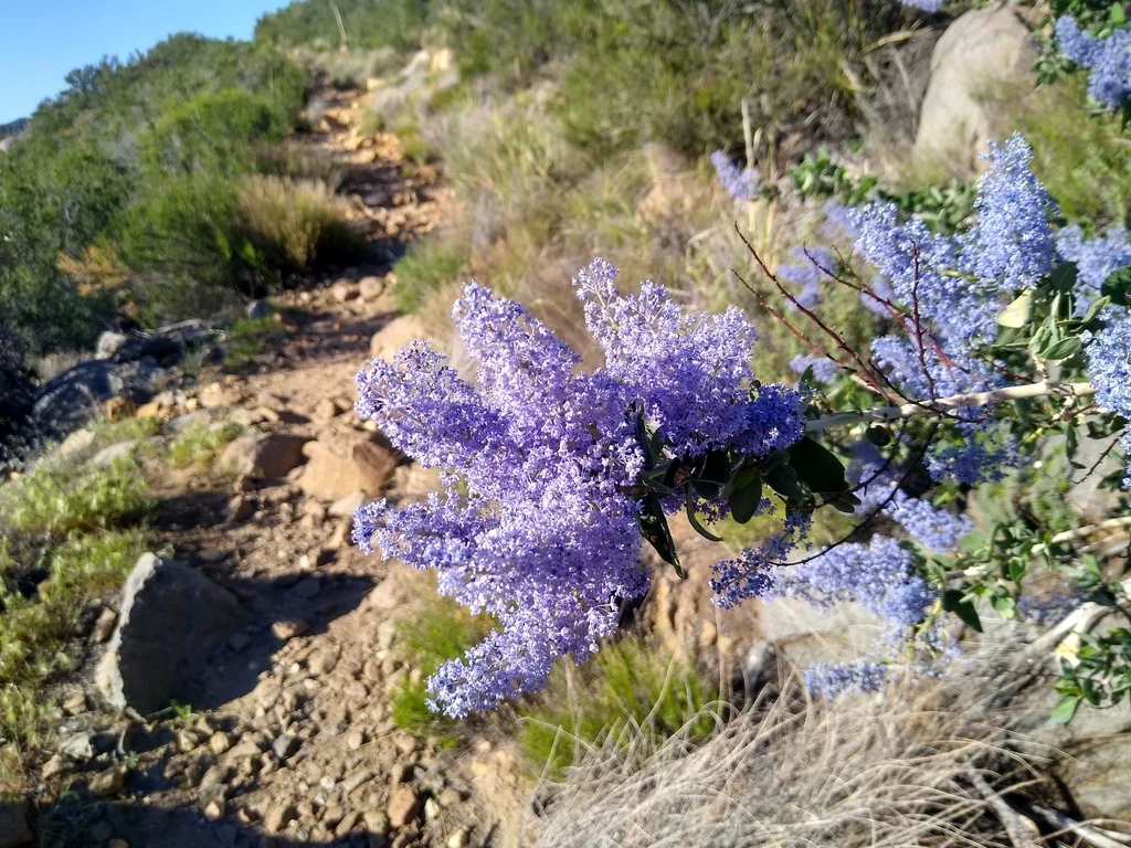 Ceanothus Leucodermis