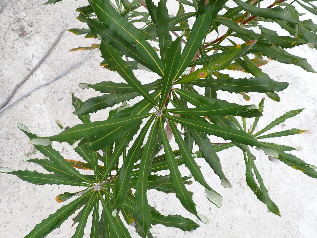 Banksia Integrifolia