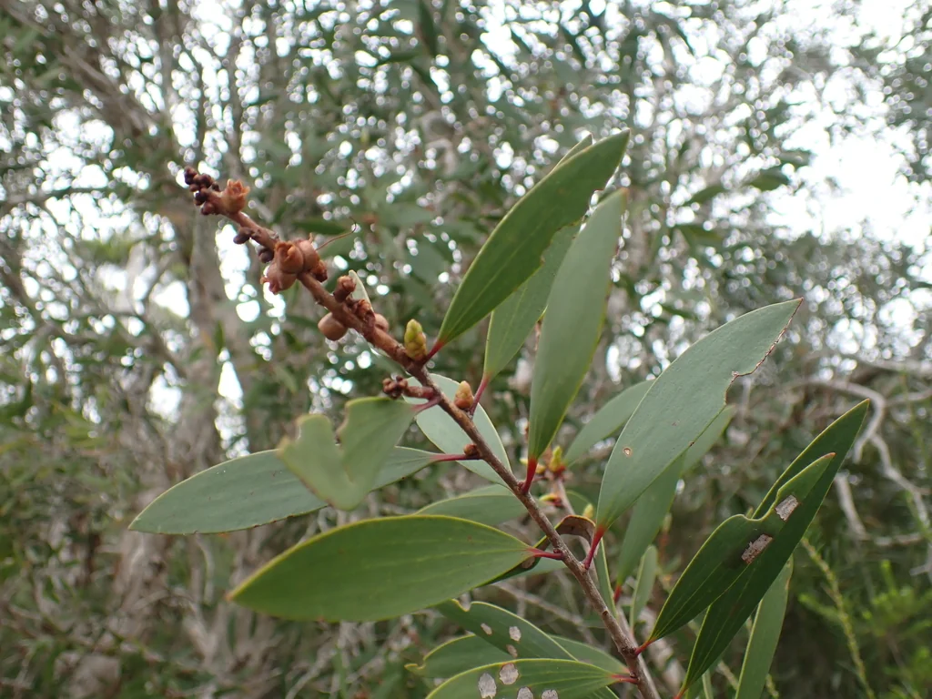 Melaleuca Quinquenervia