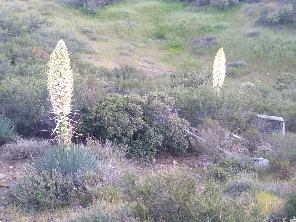 Yucca Whipplei