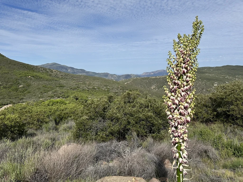Yucca Whipplei