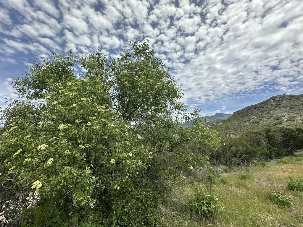 Sambucus Mexicana