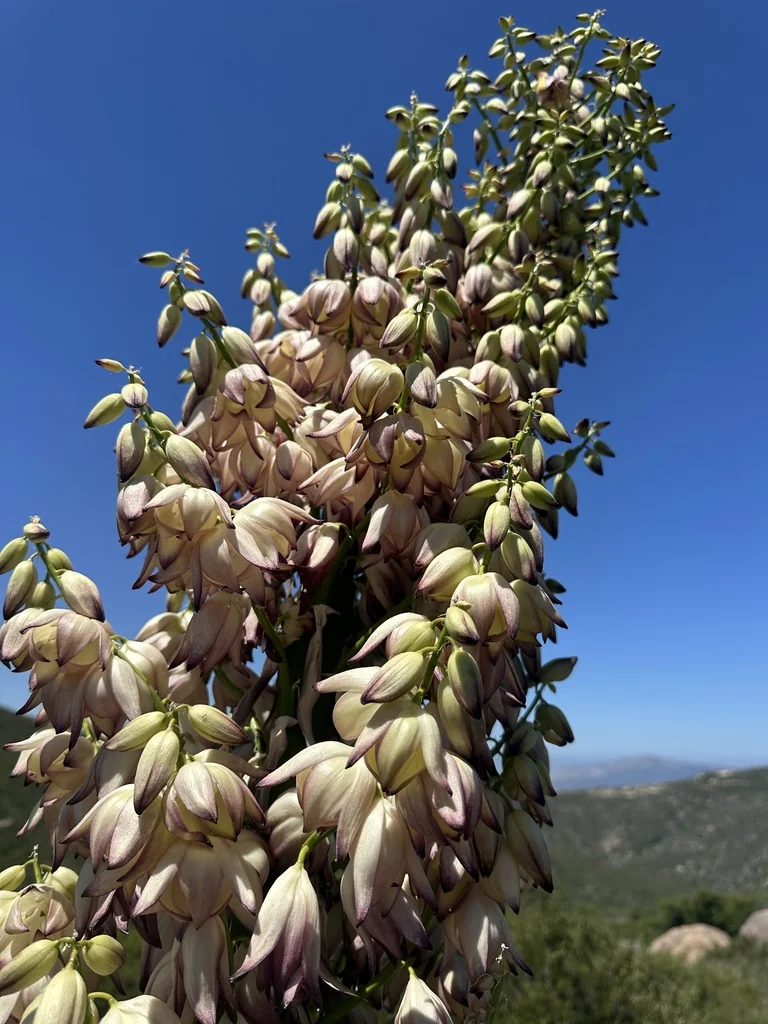 Yucca Whipplei