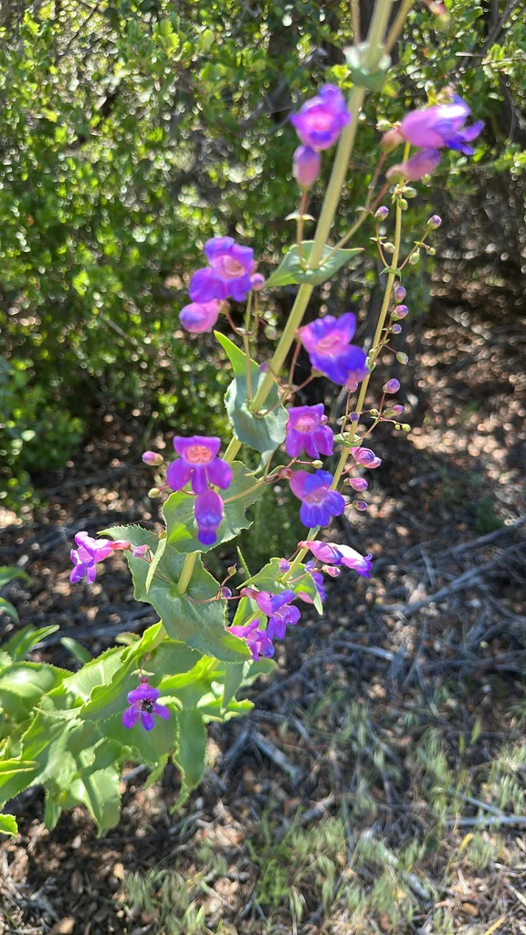 Penstemon Spectabilis