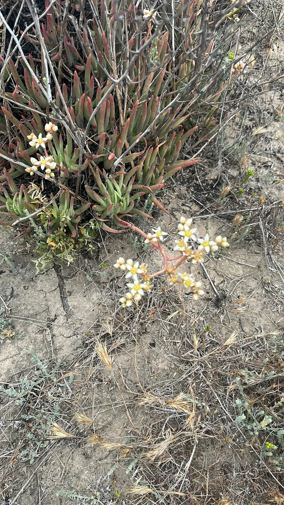 Dudleya Edulis