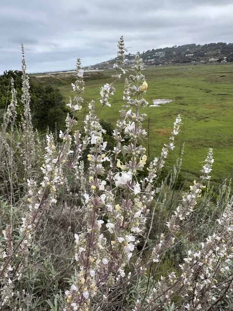 Salvia Apiana